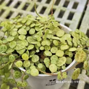 海龜椒草🔥穩根品❤️蘭心花卉多肉園藝