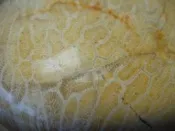 《紀老師的收藏》海洗玉化變形蟲菊花珊瑚玉1270公克→Y31  *天然玉石有與生俱來的--天然正能量!