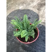 細葉  腎蕨｜3吋～空氣淨化蕨類植物⋯