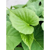 日本地瓜葉 4元1枝條 紫色地瓜葉 綠色地瓜葉 【專吃葉子】的品種 每支25-35公分 2種任選 食用蔬菜 吃葉子