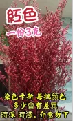 染色乾燥花 卡斯比亞 素材 乾燥花材 情人草 乾燥花束 手作DIY 攝影道具 新娘捧花 婚禮小物配件