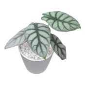 (店+)開心農元 觀葉植物 銀龍觀音蓮 白色盆栽