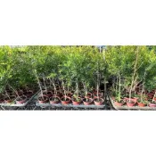 一禪種苗園-呈線形的葉片如松樹般含芳香精油〈澳洲茶樹苗〉香草植物-3吋盆/可提煉茶樹精油/庭園綠化/DIY天然茶樹防蚊液