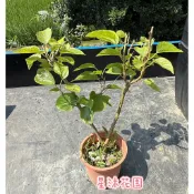 ｛星沐花園｝長果桑、長果桑椹