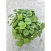 植系青屬-金錢薄荷/香料植物/香草植物/五吋盆