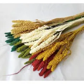 (店+)多色 小米穀麥穗 乾燥花 永生花 花束 室內客廳擺件 裝飾品 diy手工材料 真花 不凋花 小米 花材