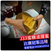 ✅J33蜜糖波羅蜜✅嫁接大苗【馬來西亞冠軍品種】紅娘波羅蜜苗 泰八波羅蜜苗 金紅波羅蜜苗 泰皇波羅蜜 水果苗 樹苗
