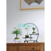 【水培苔蘚球】內門竹 苔玉 迷你盆栽 室內辦公室桌面 喜陰好養 水培植物 水耕盆栽 發財樹