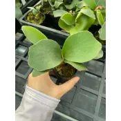 捲捲鹿FSQ2寸/光明鹿園藝