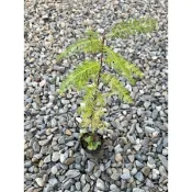 植系青屬-落羽松苗/三吋黑軟盆
