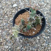 (店+)dongyang 多肉植物-螺旋麒麟交種(大戟科)