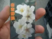 ╭＊田尾玫瑰園＊╯櫻花苗-(白吉野櫻)