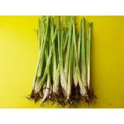 檸檬香茅苗.裸根株5元.西印度香茅 ...現挖好種易活...香茅油.沐浴.