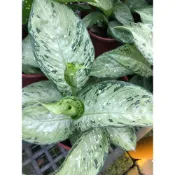 (店+)花森好市-觀葉植物*噴雪粗肋草*5吋盆/高15-20cm/葉面有白色墨綠色分散斑點/MA