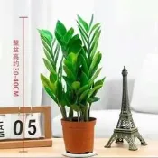 【可開發票】金錢樹盆栽植物室內花卉客廳四季常青好養耐陰綠植搖錢串子發財樹