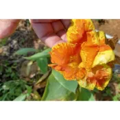 妞妞花園 黃蓮蕉 美人蕉 蓮蕉花 一株50元 裸根剪葉寄出