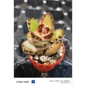 一吋盆（多肉谷）巧克力士兵
