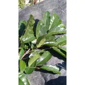 【原始林種植 無農藥】 山刺番荔枝葉 三角立體茶包 製茶機烘焙