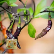 💥現貨｜快速出貨🌶️【超辣穆魯皮(紫)  辣椒種子】有果香高度約為120CM 高產可觀賞可食用辣椒種子 庭院陽台盆栽
