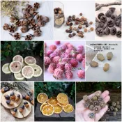 乾燥果實種子聖誕花圈乾燥花DIY材料包-台灣現貨出貨 千日紅橙片木荷果杉松果尤加利橡果紫薇學生教學萬聖節裝飾收蒐集