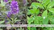 紫花苜蓿種子.牧草種子蘇卡達.豹龜.星龜.黃腿.陸龜.兔兔愛吃.玄鳳.鸚鵡 愛吃Medicago sativa