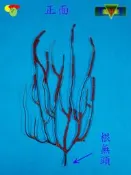 寶物石坊】新刊登~天然海樹~海鐵樹~編號1079~沒加工處理~寄居蟹攀爬~魚缸造景~室內擺設~裝飾道具~diy材料＃貝殼