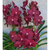 大眾蘭園  萬代蘭  Vanda Merrillii x Vanda Dr Anek
