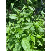 咖啡 農場 友善 果園  咖啡苗 憂遁草 構樹 沙巴蛇草 鱷嘴花 /優遁草 優頓草 憂頓草 天然有機肥  無農藥