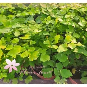 芙菈朵森林 毛葉鐵線蕨 祕魯銀幣鐵線蕨 玫瑰粉紅鐵線蕨 棉花糖鐵線蕨 雲朵鐵線蕨 綠化植物 室內植物 蕨類植物