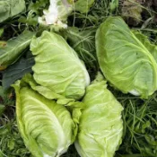 🥬【牛心包菜種子】🥬（50粒裝）今年新種 牛心甘藍種子 四季農家田園庭院盆栽種籽 高產 抗病 蔬菜種子