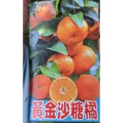 ★綠霖園藝★黃金砂糖橘 8寸盆 嫁接苗 水果樹苗/新興果樹/果苗/嫁接/植物/盆栽