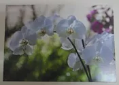 明信片- 空白明信片 蝴蝶蘭 蘭花 明信片