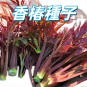 【香椿種子】紅油香椿 樹苗 蔬菜種籽 耐熱易種 高發芽率 家庭菜園 盆栽 陽臺種植 可食用香椿芽 優選種源 新手易種植
