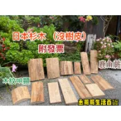 日本杉木 沒樹皮 鹿角蕨板材 鹿角蕨 鹿角蕨上板  附電子發票 蘭花  蕨類 空氣植物 上板用