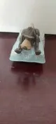 2001 麥當勞玩具 小姐與流氓
