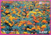~ 郵雅 ~京王電鐵 萬壽菊花舊車卡