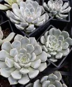 多肉植物 ** 粉紅爪 ** 3吋盆/高7-12公分 /嬌小精緻可愛【花花世界玫瑰園】R