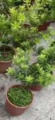 🌳晶鑽羅漢松6吋盆  實物拍攝室內植物 觀葉植物 綠化植物