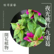 植得｜夜光桃紅 九重葛｜多年生常綠開花植物