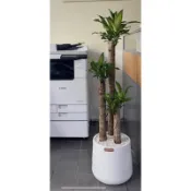 開幕盆栽招財巴西鐵樹盆栽賀禮盆栽(超大型/140公分)中壢楊梅平鎮龍潭送禮盆栽 喬遷祝賀(先訊問,再下單)
