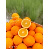 🚩本島免運 進口香吉士柳丁 香吉士 肚臍丁肚臍橙 茂谷🍊 砂糖橘發財丁
