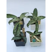 [1150712更新] 埃及豔后 虎尾蘭 (多 🌵溫馨の多肉🌞 觀賞用 虎尾蘭 淨化空氣 多肉植物