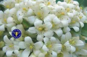 ╭＊田尾玫瑰園＊╯優良香花(小葉七里香)--樹型易於修剪