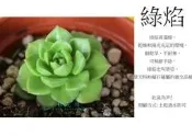 心栽花坊-綠焰/3吋/多肉植物/小品/售價50特價40