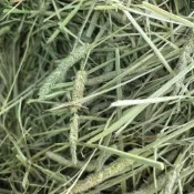 【青青草原寵物館】隔日達 廠商直銷萌寵牧草 百幕達 過篩 提摩西一割 二割 苜蓿 燕麥草 甜小麥 省去中間層價格更實惠