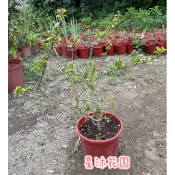 ｛星沐花園｝無刺狀元紅、小葉狀元紅