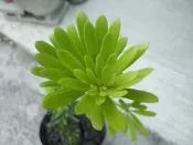 最新品種羅漢松-金翡翠羅漢松(仟插苗)50公分上下(另有大棵)