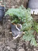 ★╮芳草園★╮一台灣原生種蕨類(骨碎補)盆栽