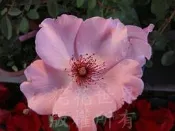 缺貨中-花花世界-玫瑰苗*俏麗貝絲(甸娣)* 7吋盆/高100-120cm /花大顯眼/MA