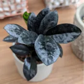 開心農元-觀葉植物- 黑葉美鐵芋 黑葉金錢樹 Zamioculcas zamiifolia 'Raven'